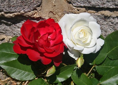 The red rose of Lancashire and the white rose of  Yorkshire.